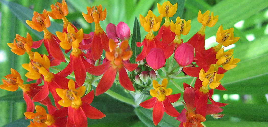 How to Propagate Butterfly Plants