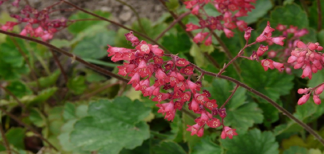 How to Propagate Heuchera Plants