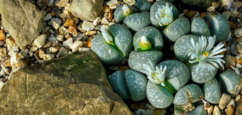 How to Propagate Lithops
