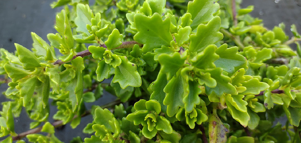 How to Propagate Sedum Plants