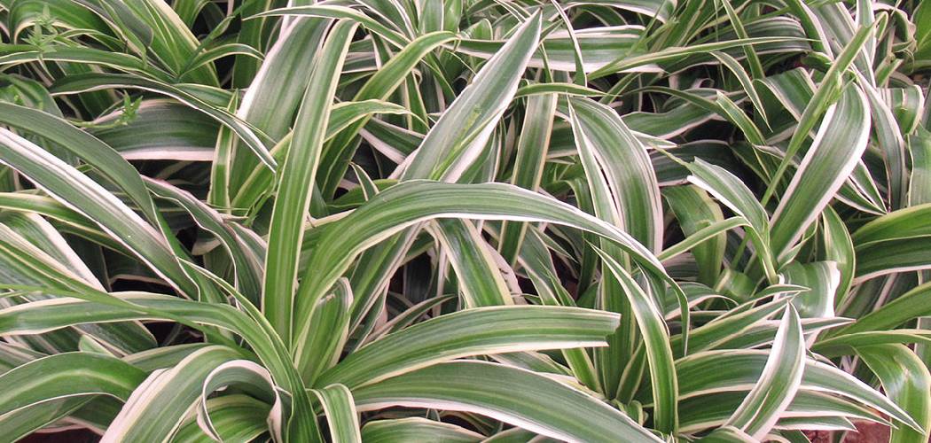 How to Propagate Spider Plants in Water