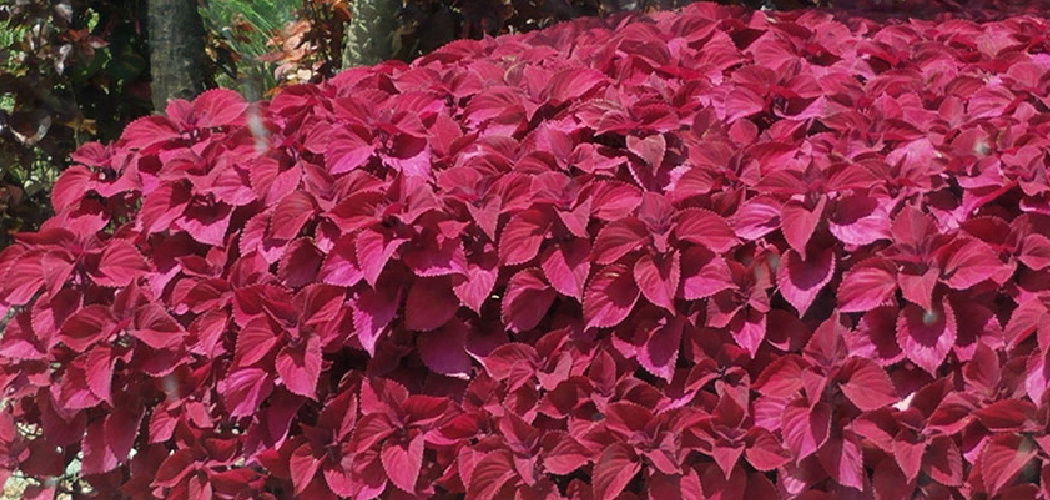 How to Prune Coleus Plants
