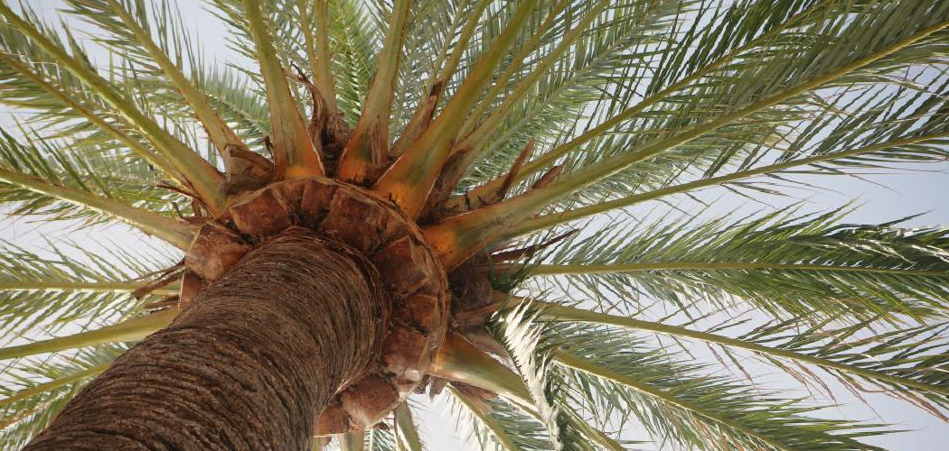 How to Prune Palm Plant
