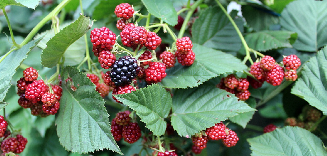 How to Prune Thornless Blackberry Plants