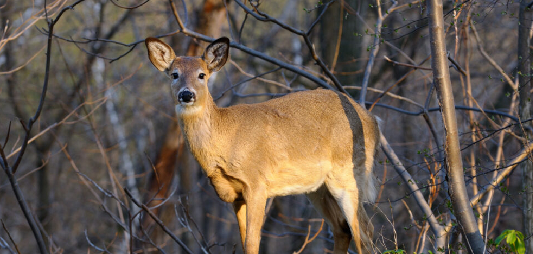 How to Repel Deer from Plants
