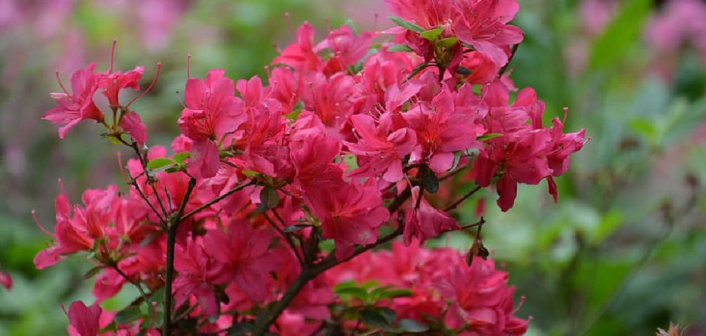 How to Root Azaleas Cuttings in Water
