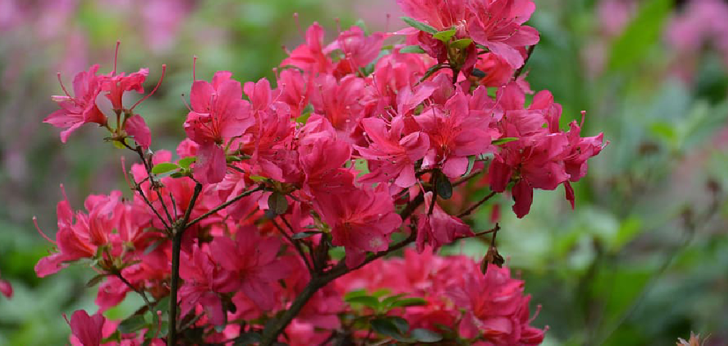 How to Root Azaleas Cuttings in Water