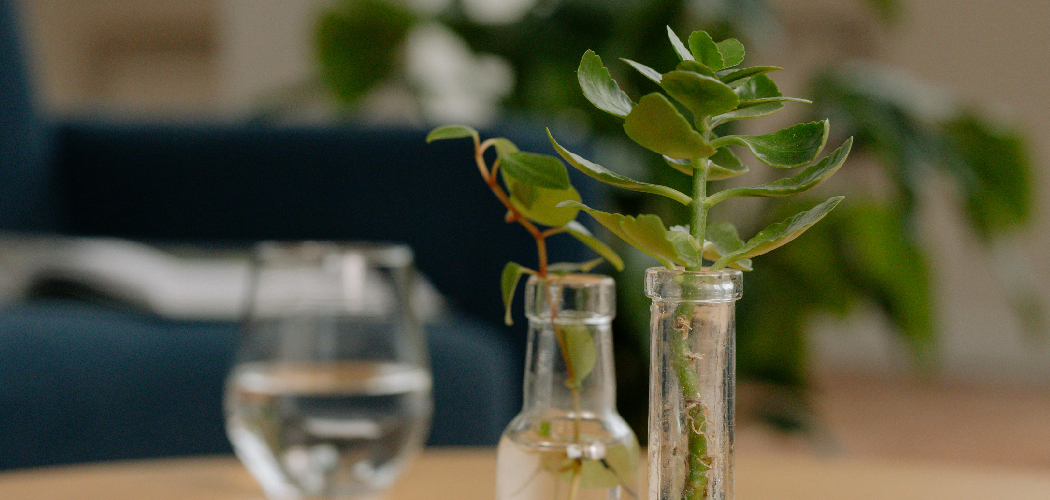 How to Root Eucalyptus Cuttings