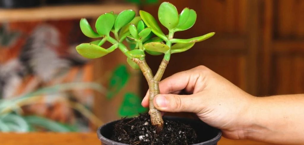 How to Root Jade Plants