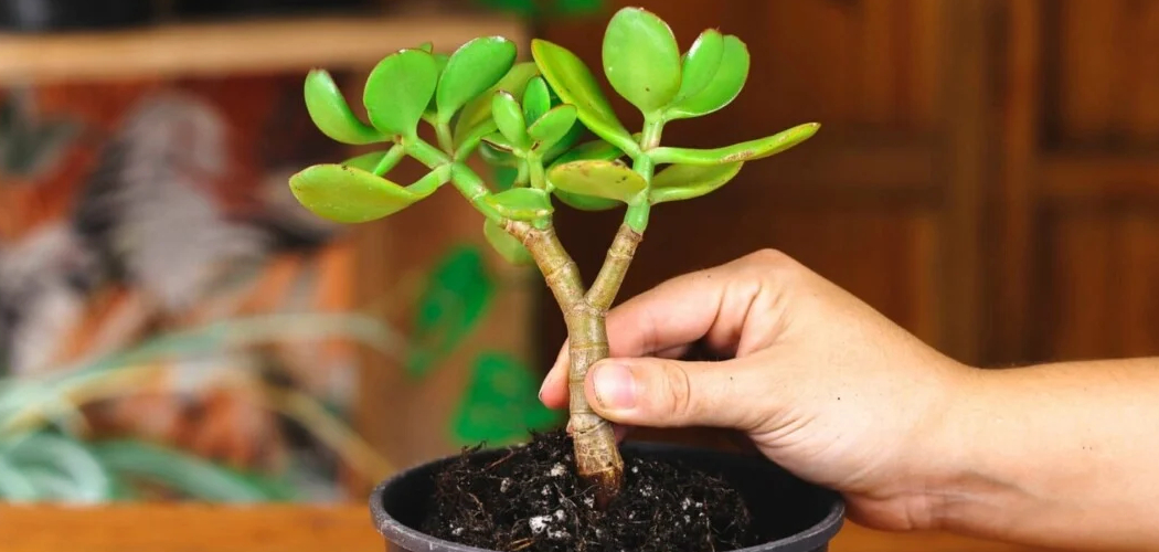 How to Root Jade Plants