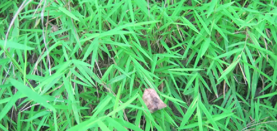 How to Stop Bamboo Plants From Spreading