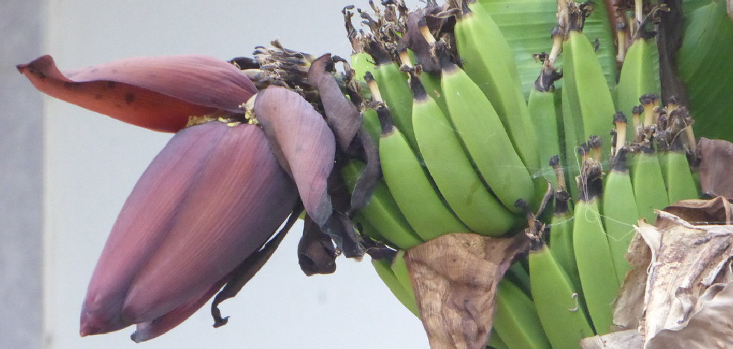 How to Take Care of Banana Plants