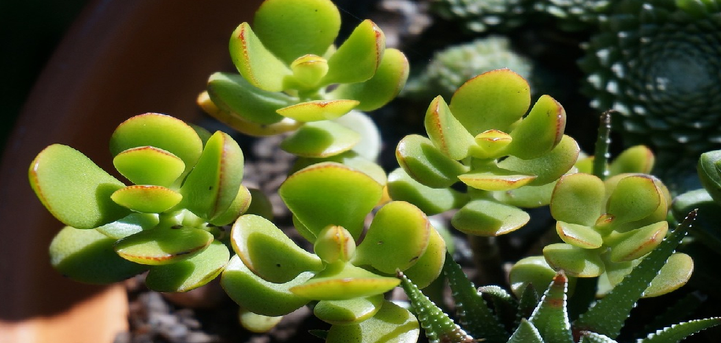 How to Take Care of Jade Plants
