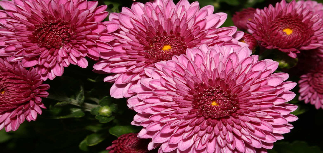 How to Take Care of Mum Plants