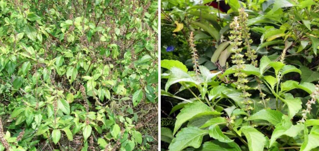 How to Take Care of Tulsi Plant in Winter
