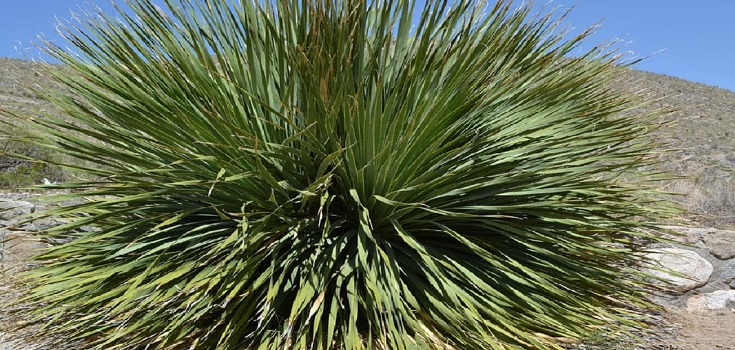 How to Take Care of Yucca Plants