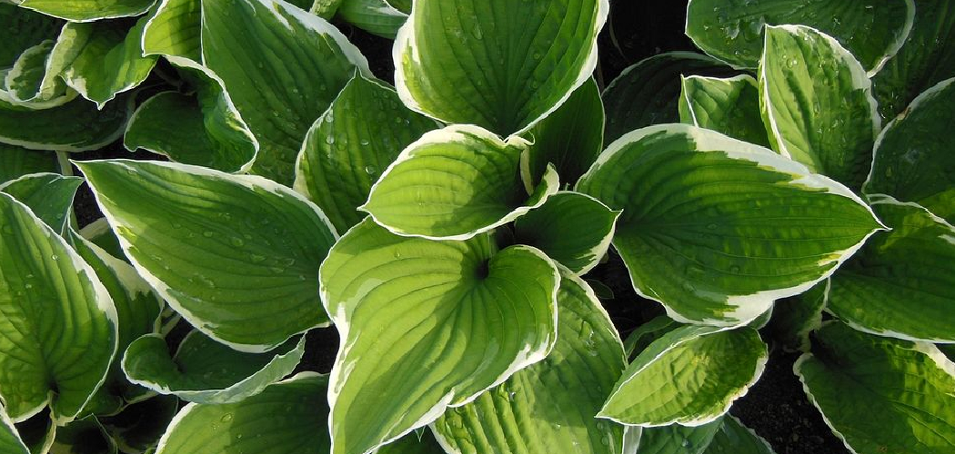 How to Thin Out Hostas Plants