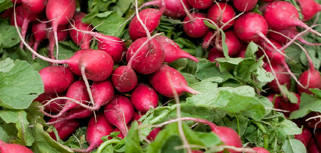 How to Thin Radish Plants
