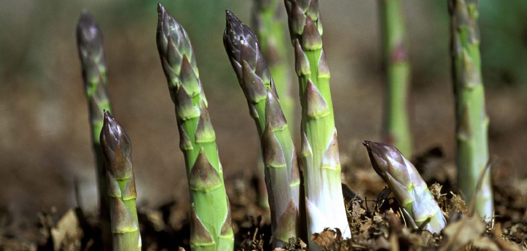 How to Transplant Asparagus Plants