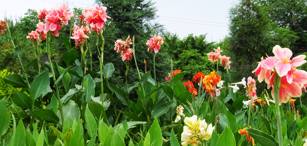 How to Transplant Canna Lilies