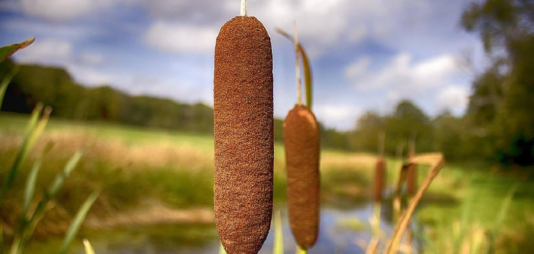 How to Transplant Cattails
