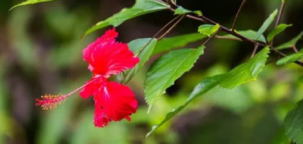 How to Transplant Rose of Sharon