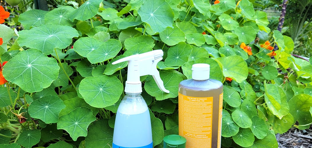 How to Use Castile Soap on Plants