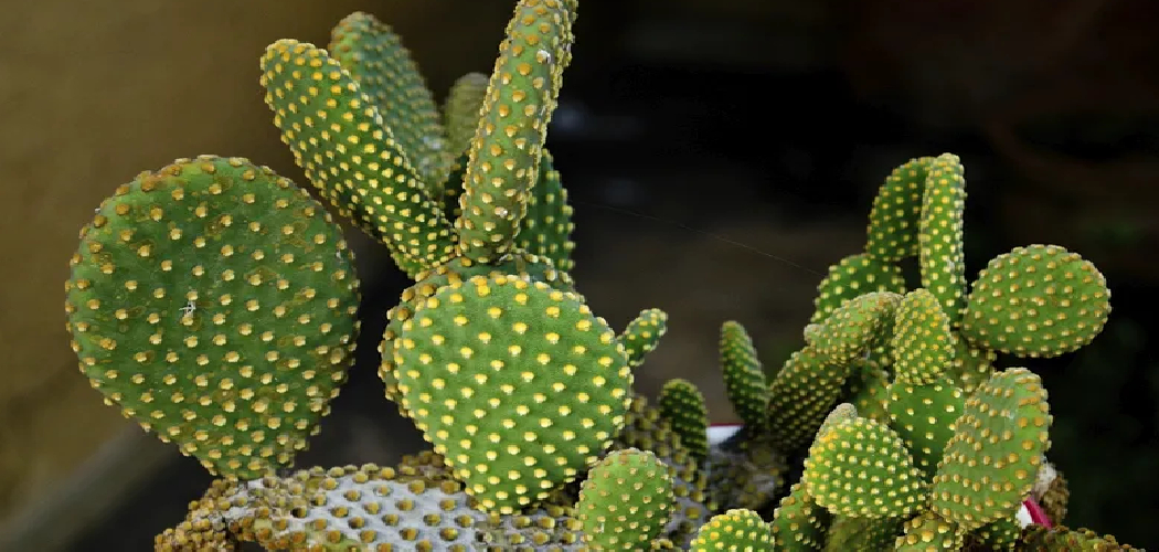 How to Water Cactus Plants