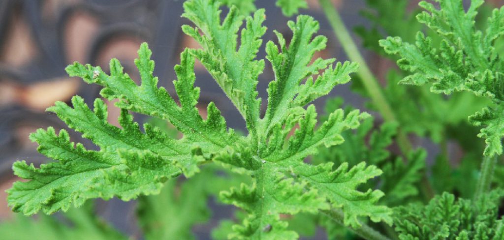 How to Water Citronella Plant