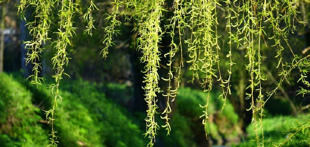 How to Water Hanging Plants