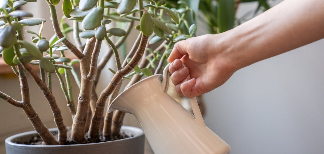 How to Water Jade Plants