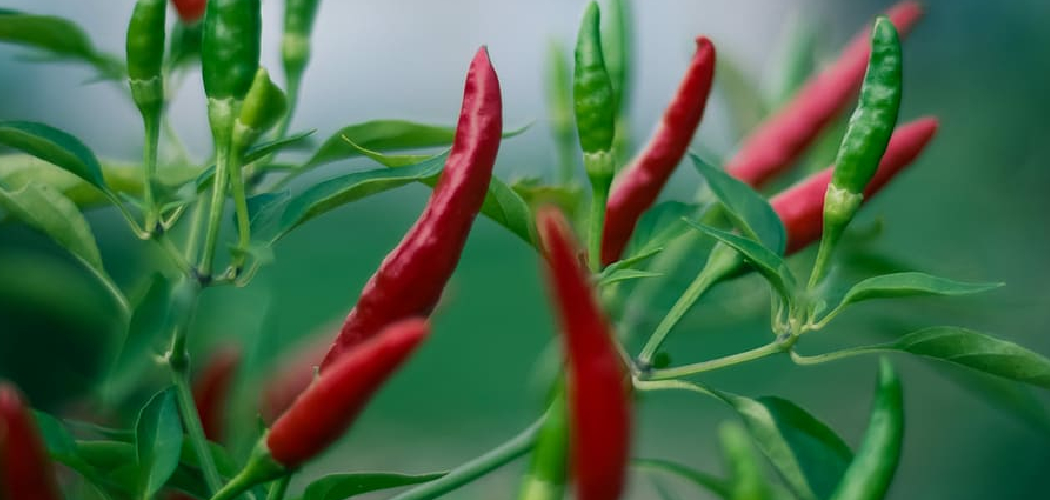 How to Water Jalapeno Plants