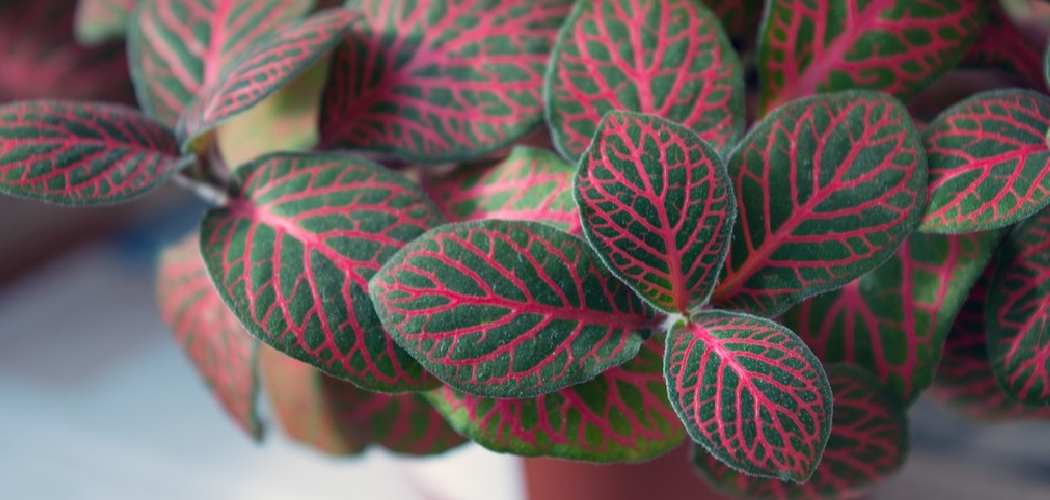 How to Water Nerve Plant