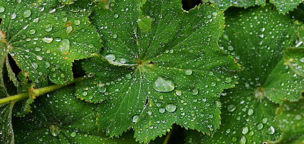 How to Water Plants High up