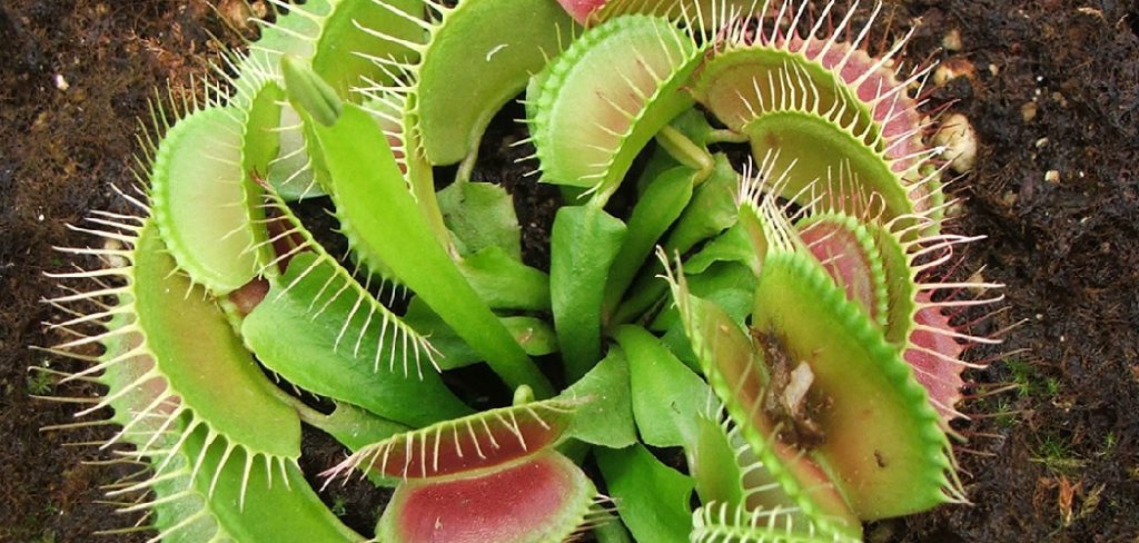 How to Water Venus Fly Trap