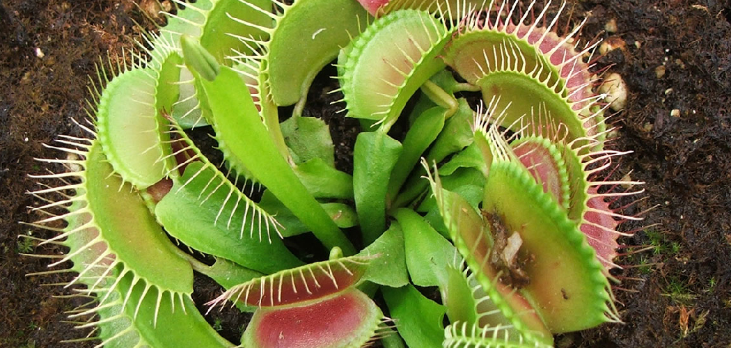 How to Water Venus Fly Trap