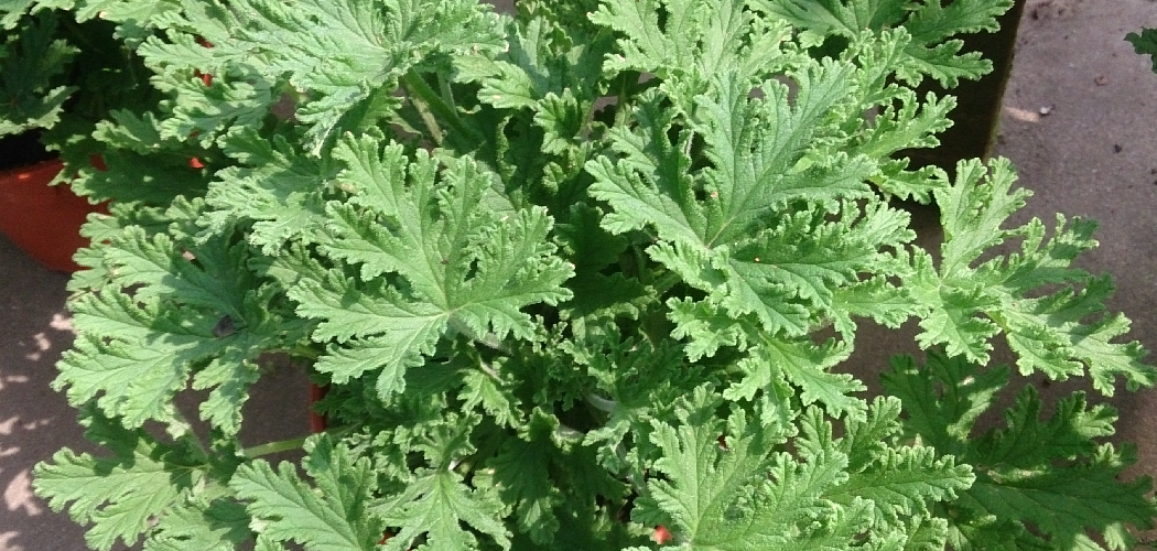 How to Winterize Citronella Plants