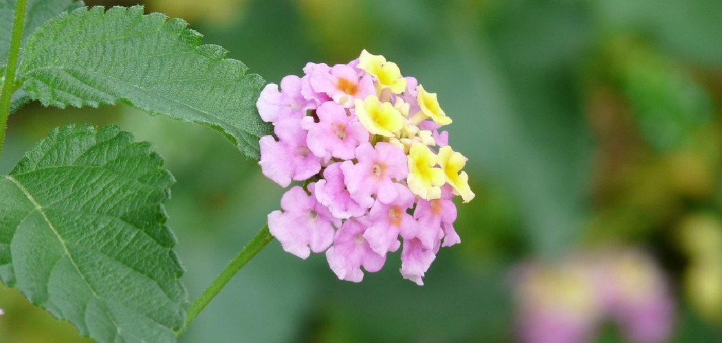 How to Winterize Lantana Plants