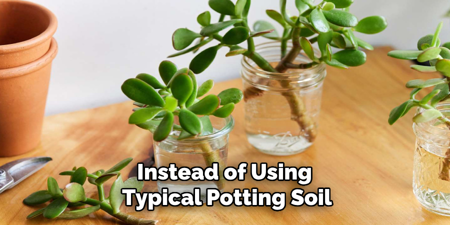 Instead of Using 
Typical Potting Soil