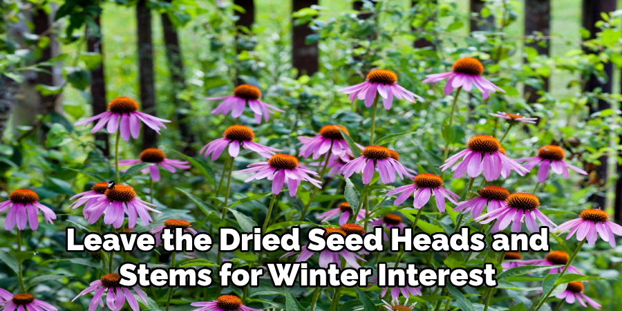 Leave the Dried Seed Heads and 
Stems for Winter Interest