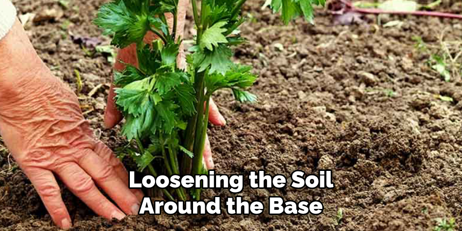 Loosening the Soil
Around the Base