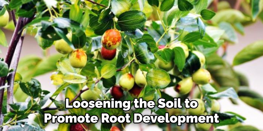 Loosening the Soil to
Promote Root Development