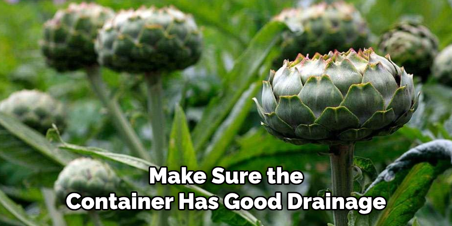 Make Sure the
Container Has Good Drainage