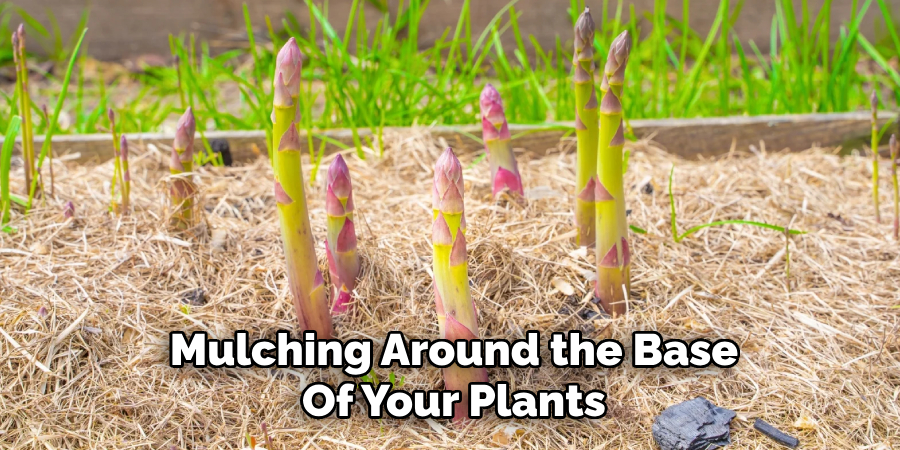 Mulching Around the Base
Of Your Plants