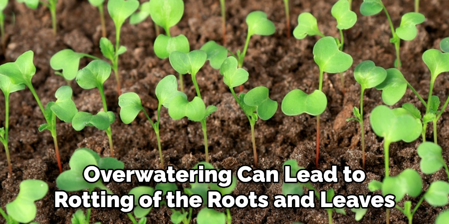 Overwatering Can Lead to
Rotting of the Roots and Leaves