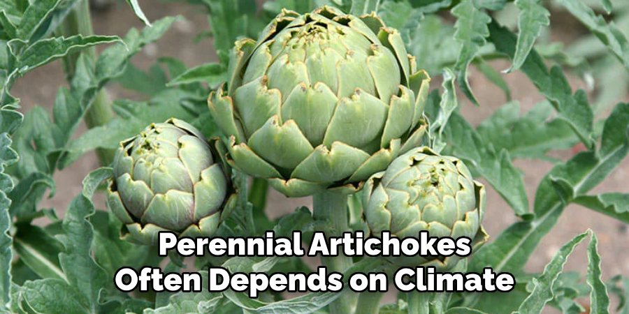 Perennial Artichokes
Often Depends on Climate