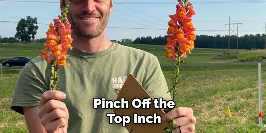 Pinch Off the
Top Inch
