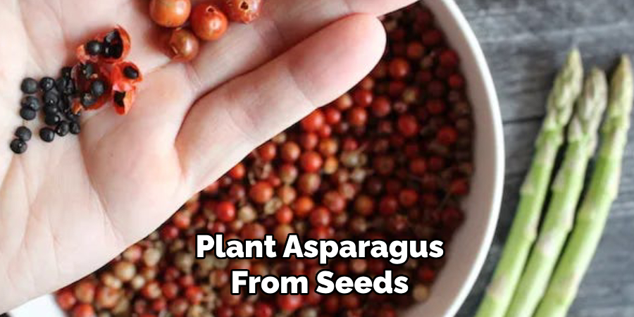 Plant Asparagus
From Seeds