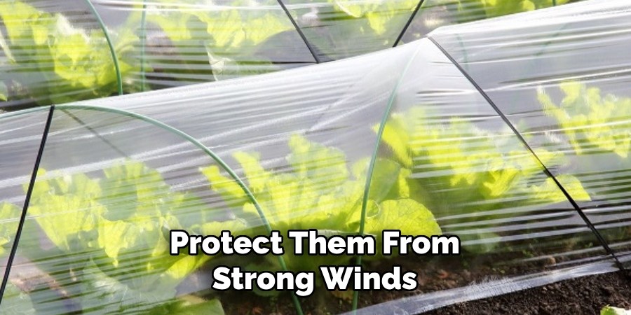 Protect Them From
Strong Winds