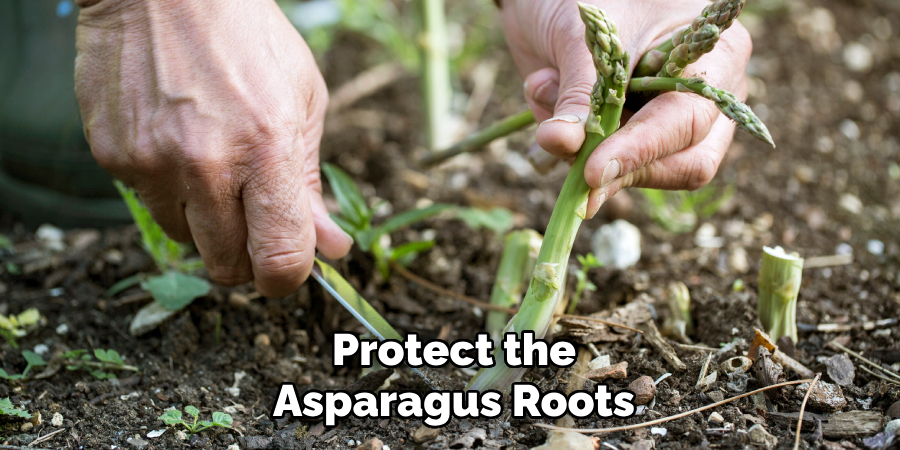 Protect the
Asparagus Roots